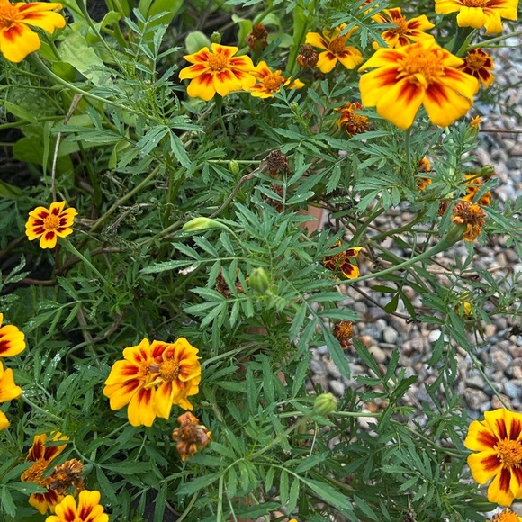 Vibrant Orange Marigold Seeds Mix - Picture 6 of 6
